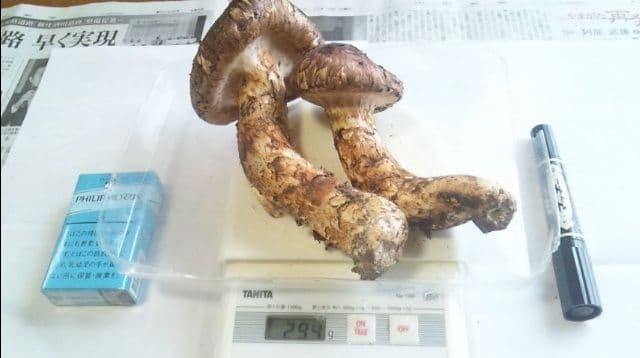 山形県産 松茸 国産 マツタケ まつたけ 松茸専門販売採取その10