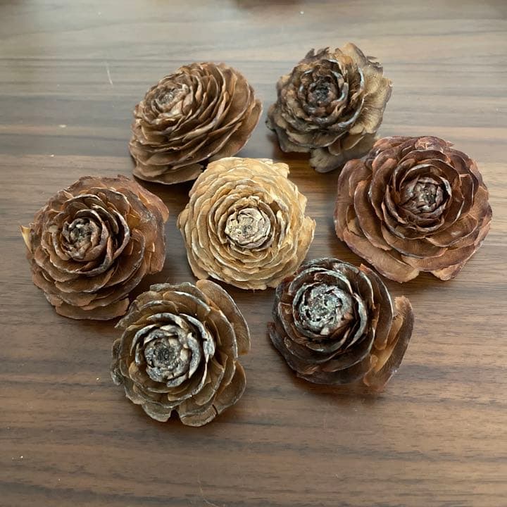 ヒマラヤスギの松ぼっくり全部セット