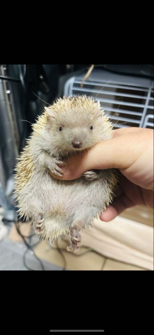 アンティーク雑貨 PDeeT.jap