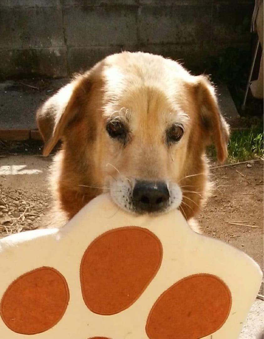 アンティーク雑貨 PDeeT.jap