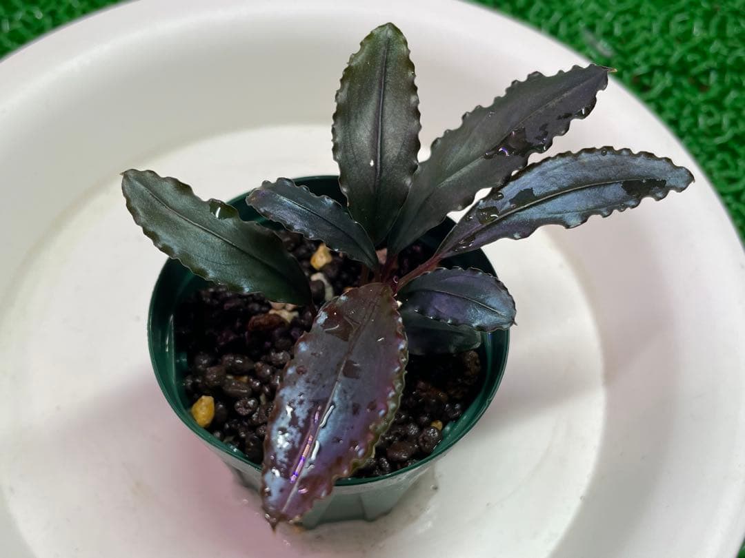 水草 Bucephalandra sp. \"Red waltz\"