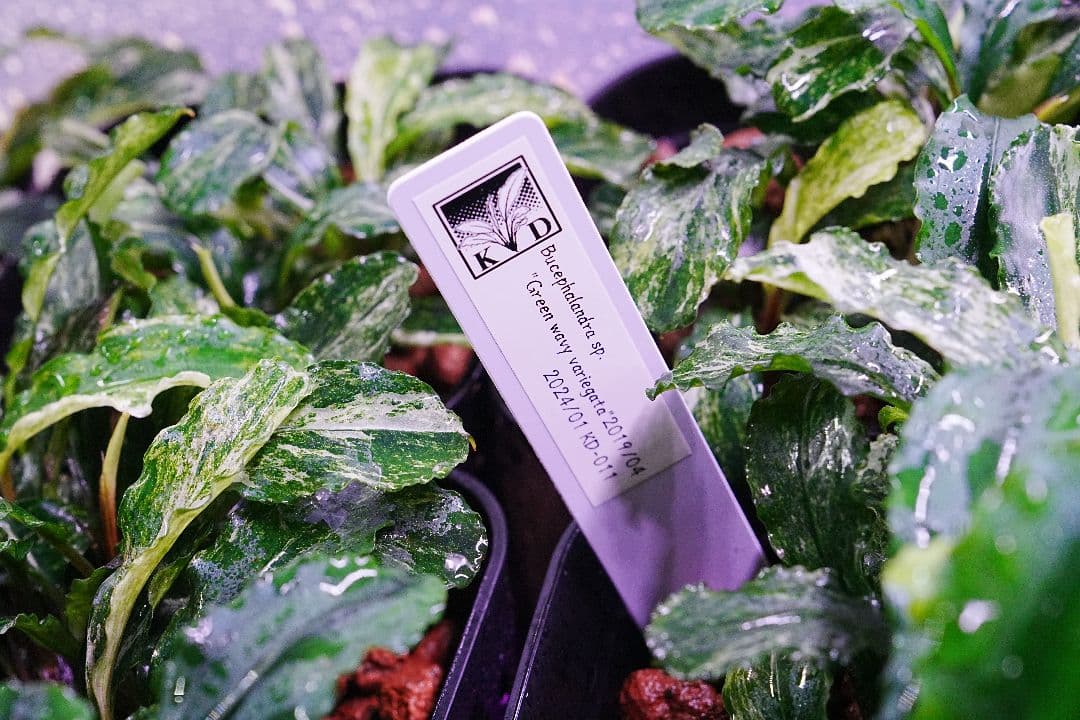 ブセファランドラsp. グリーンウェービー 斑入り バリエガータ　水上葉　無農薬