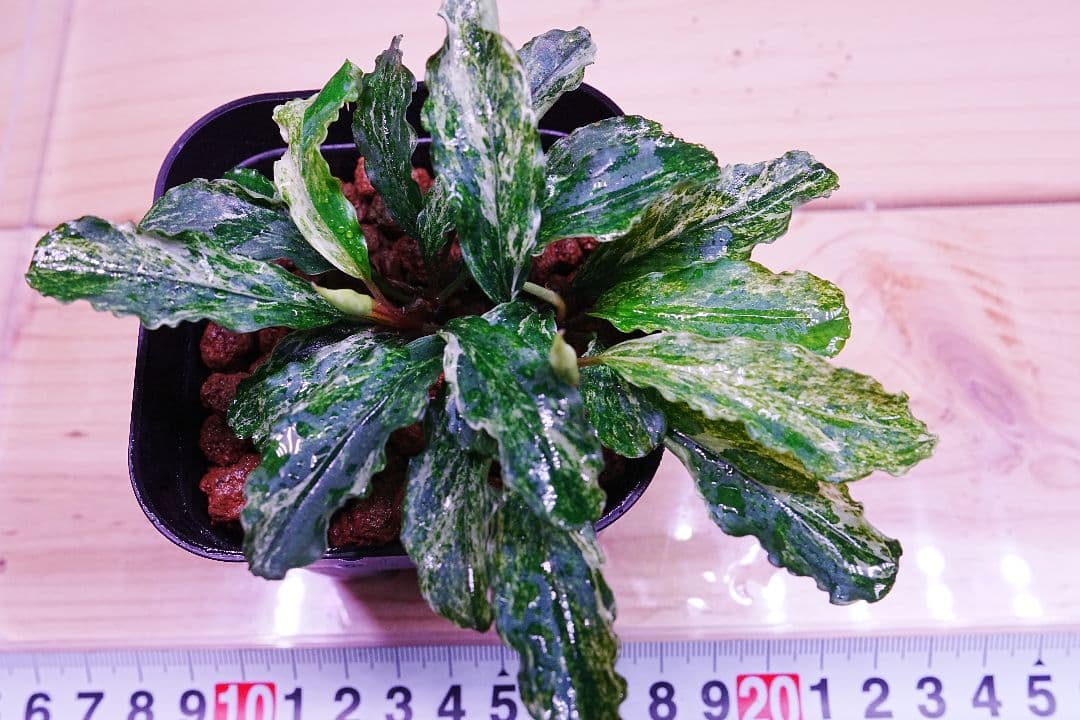 ブセファランドラsp. グリーンウェービー 斑入り バリエガータ　水上葉　無農薬