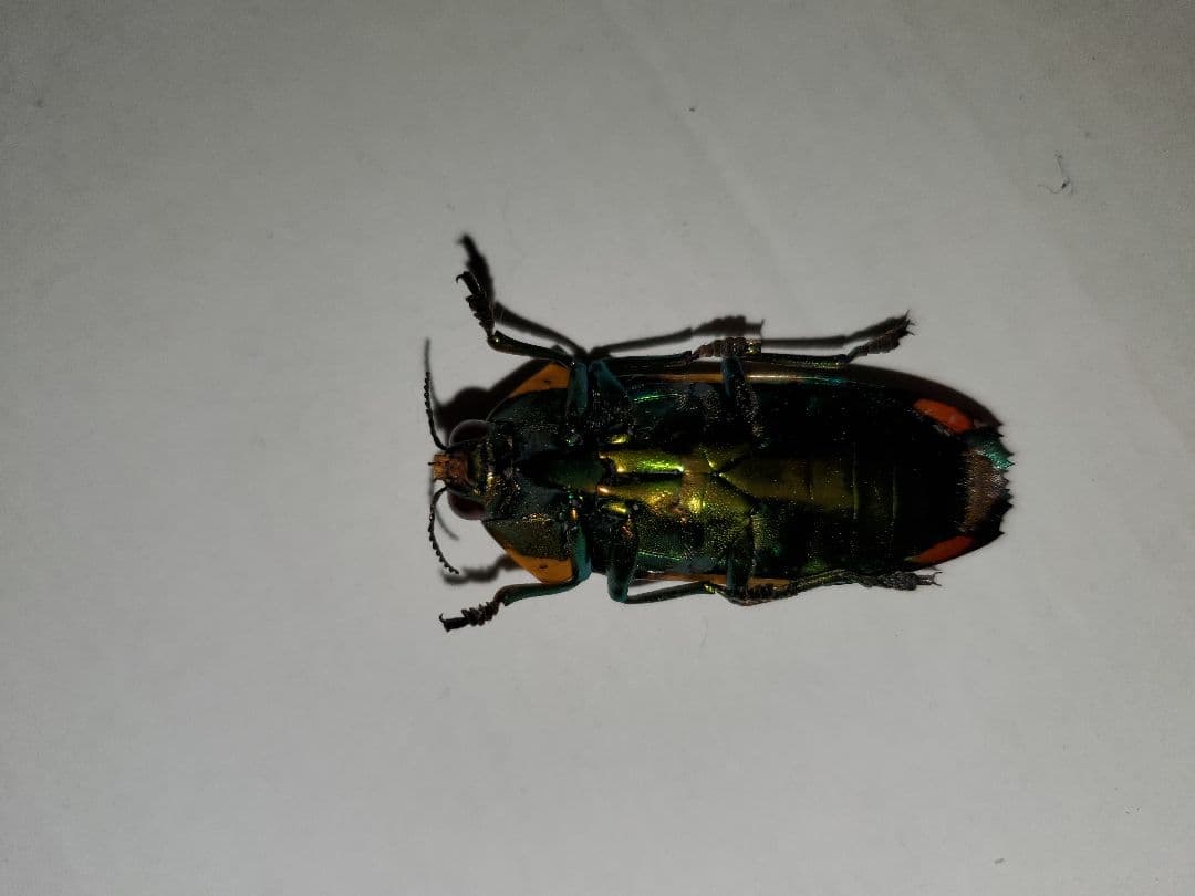 スハンダムカシタマムシ標本