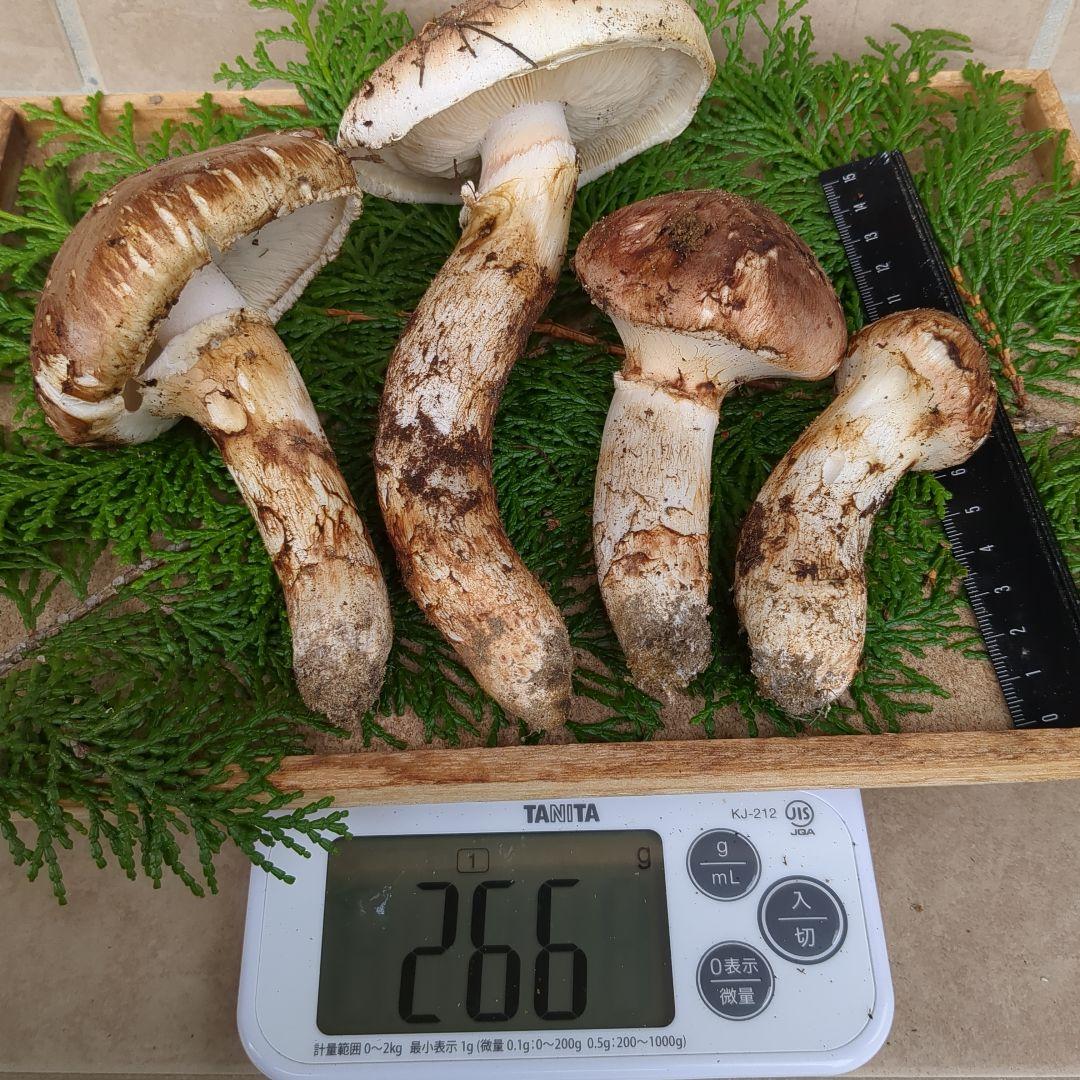 信州産松茸 266g