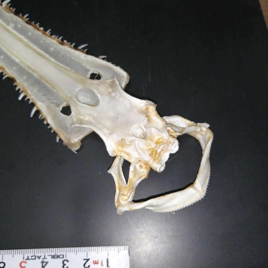 ノコギリザメ　乾燥標本　顎歯　S3