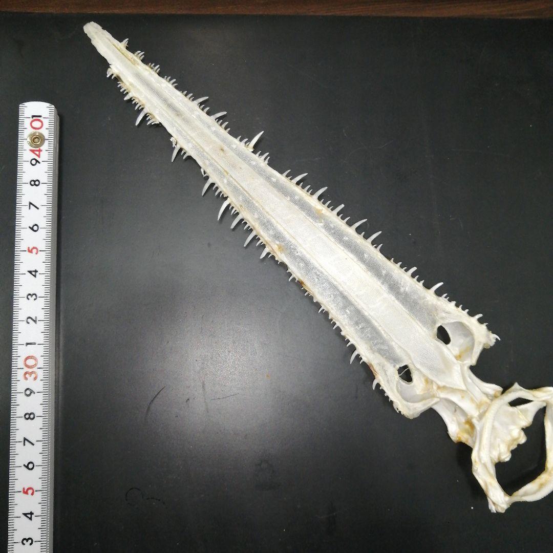 ノコギリザメ　乾燥標本　顎歯　S3