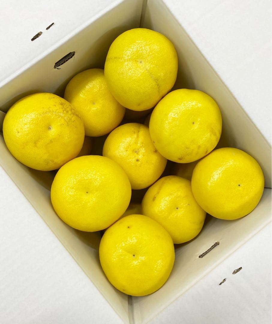 大玉限定☆ご家庭用　高知特産土佐文旦　 4L〜3Lサイズ13〜18玉入り約20㎏