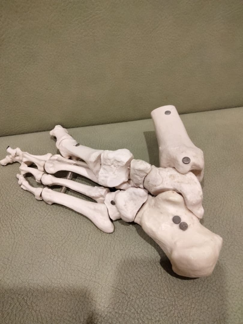 ３Ｂサイエンティフィック　足の骨モデル　脛骨・腓骨付、エラスティックコードつなぎ