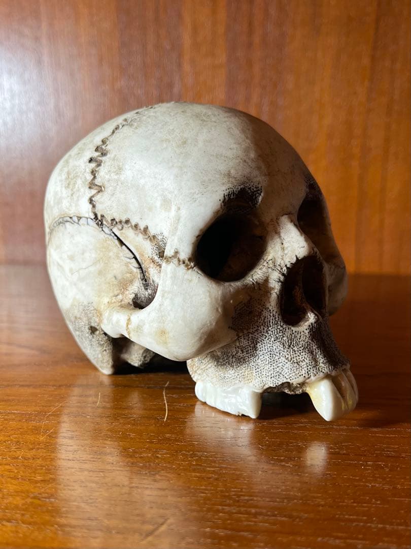 髑髏　骸骨　スカル　野晒し　陶器　昭和　骨董　アンティーク　ビンテージ　中