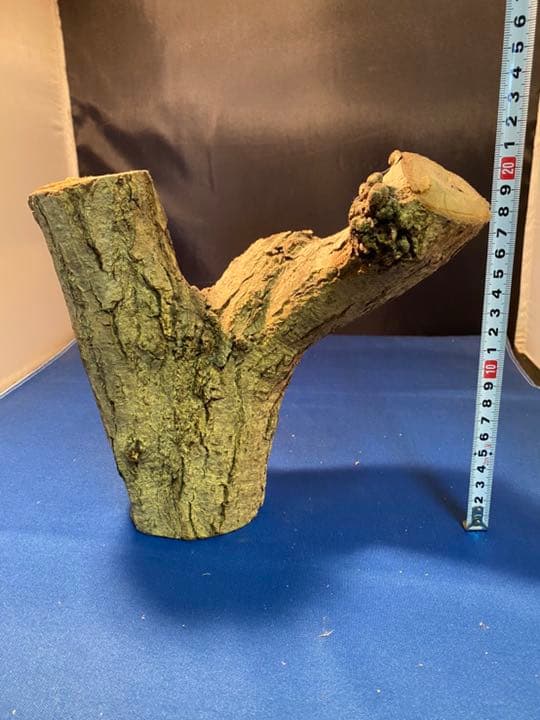 流木・朽ち木【アクアリウム】【テラリウム】【止まり木】