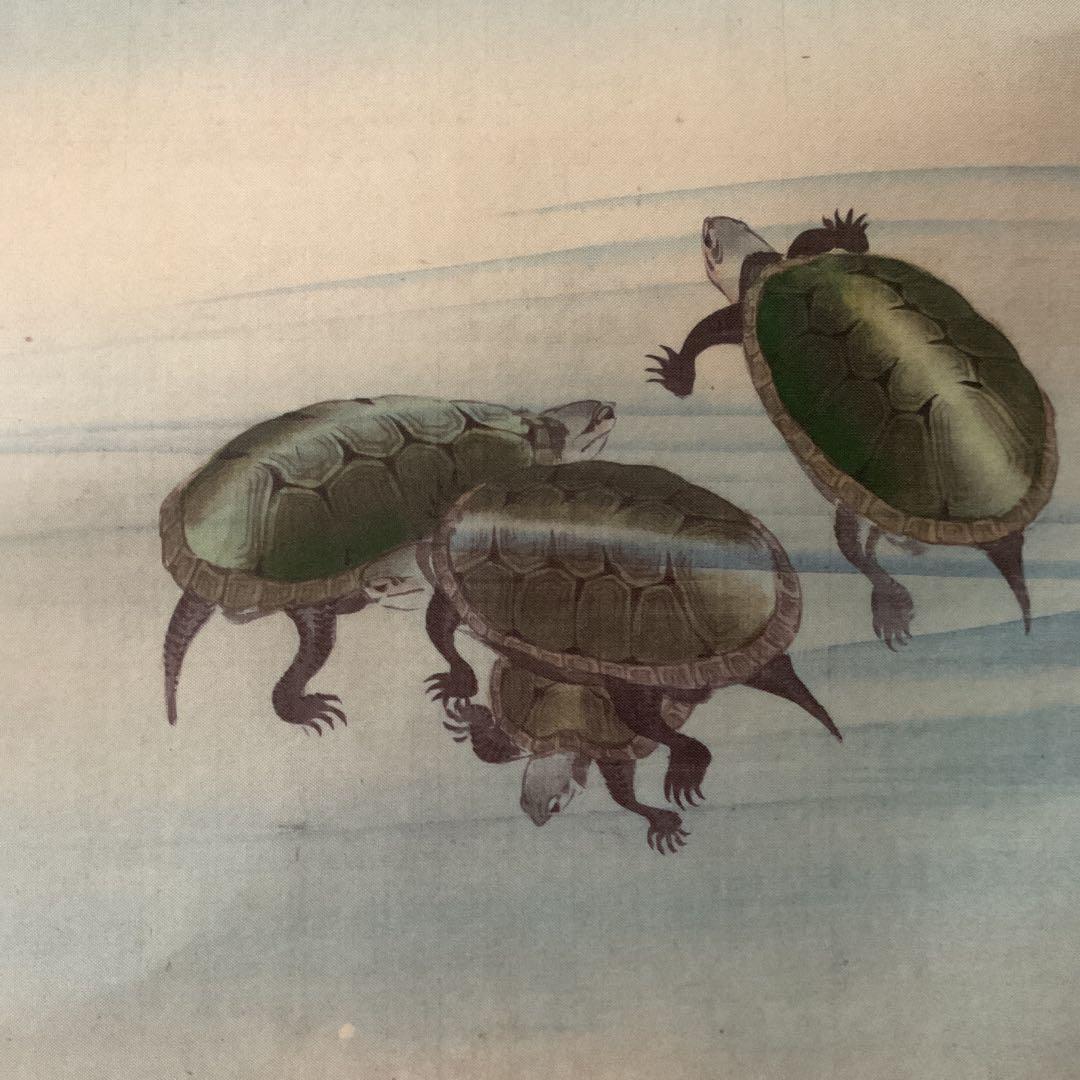 松村景文筆 複製掛軸復刻版 【青梅亀図 】 桐箱 タトウ箱付