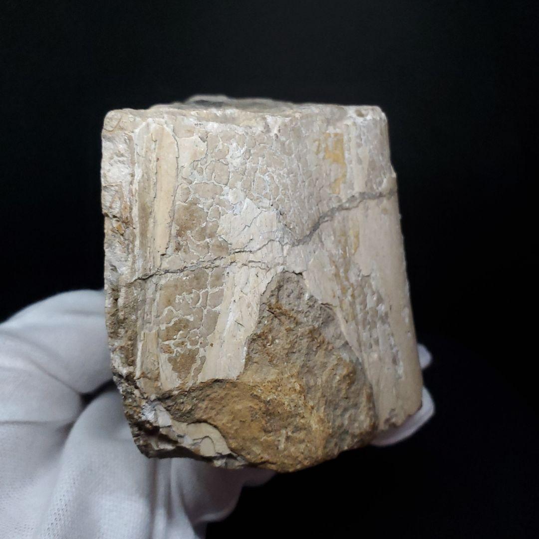 博物館級 トロペオグナトゥス 化石 上顎 恐竜 本物 83.53mm fr73