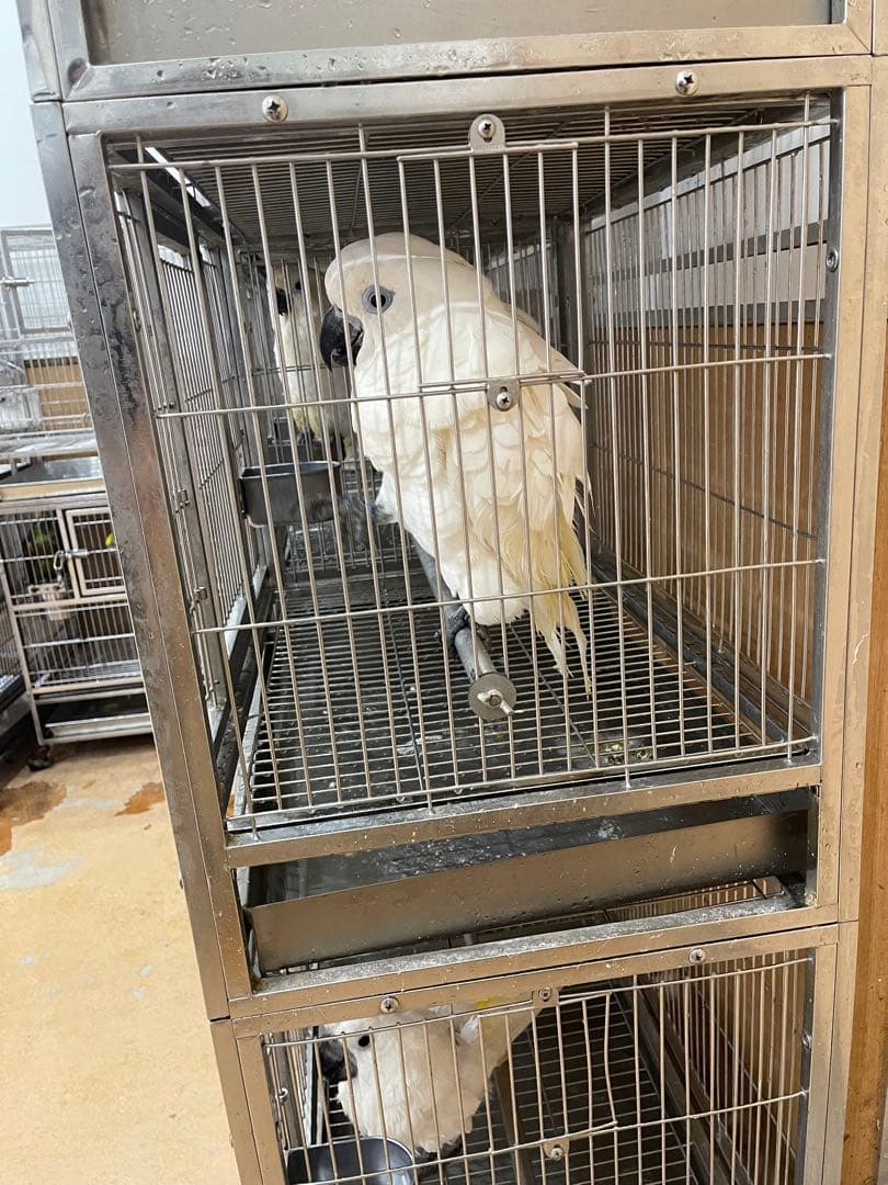 ステンレスケージ