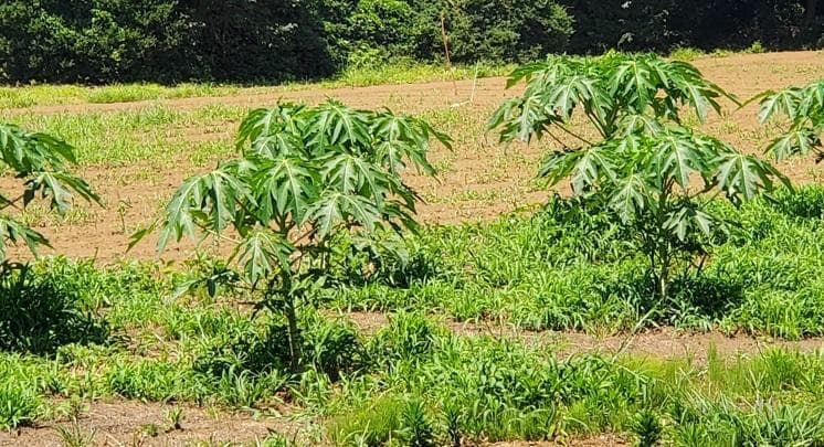 大容量1400g　(国産・高品質)乾燥パパイヤの茎（無農薬・有機肥料）