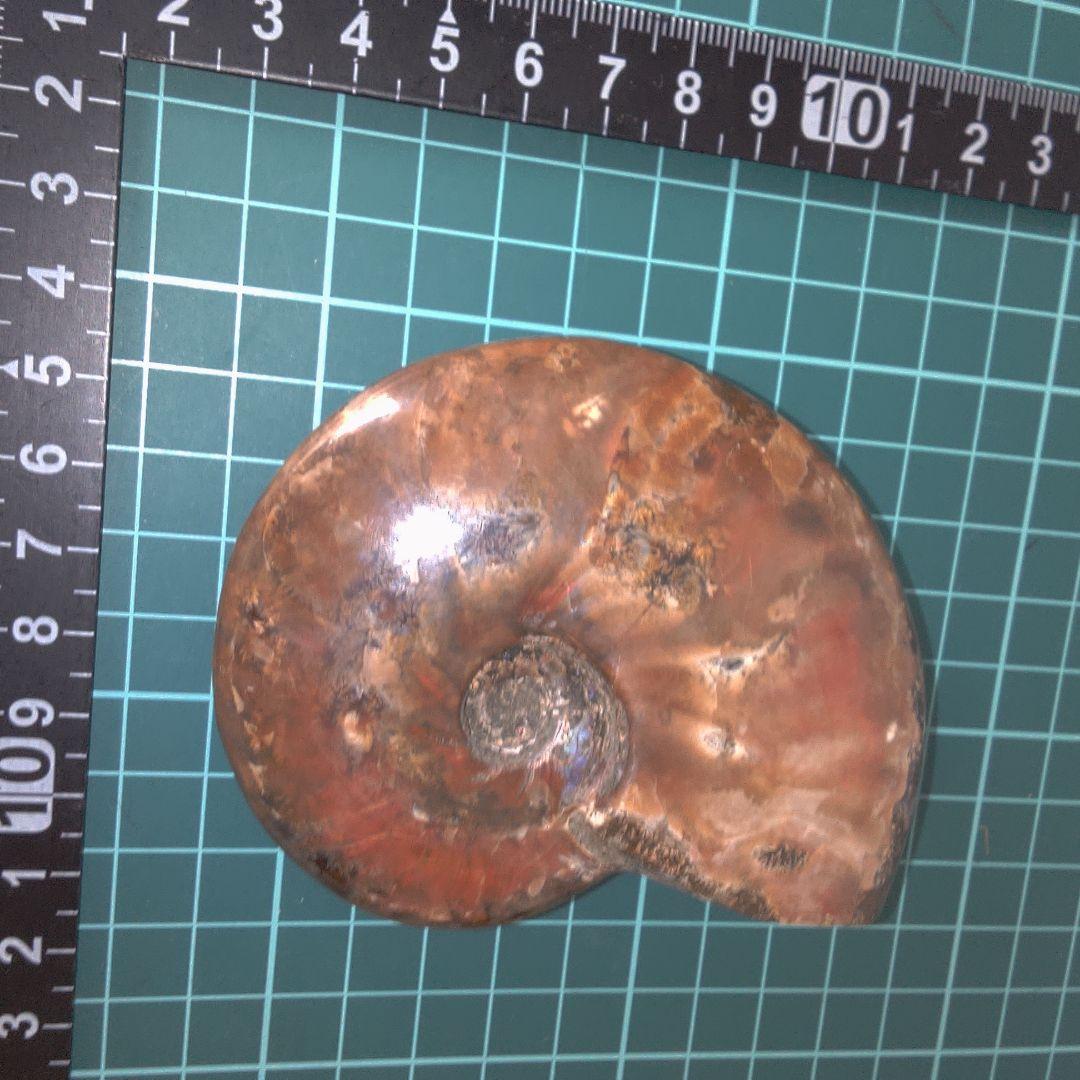 小物１ アンモナイト化石 光沢あり