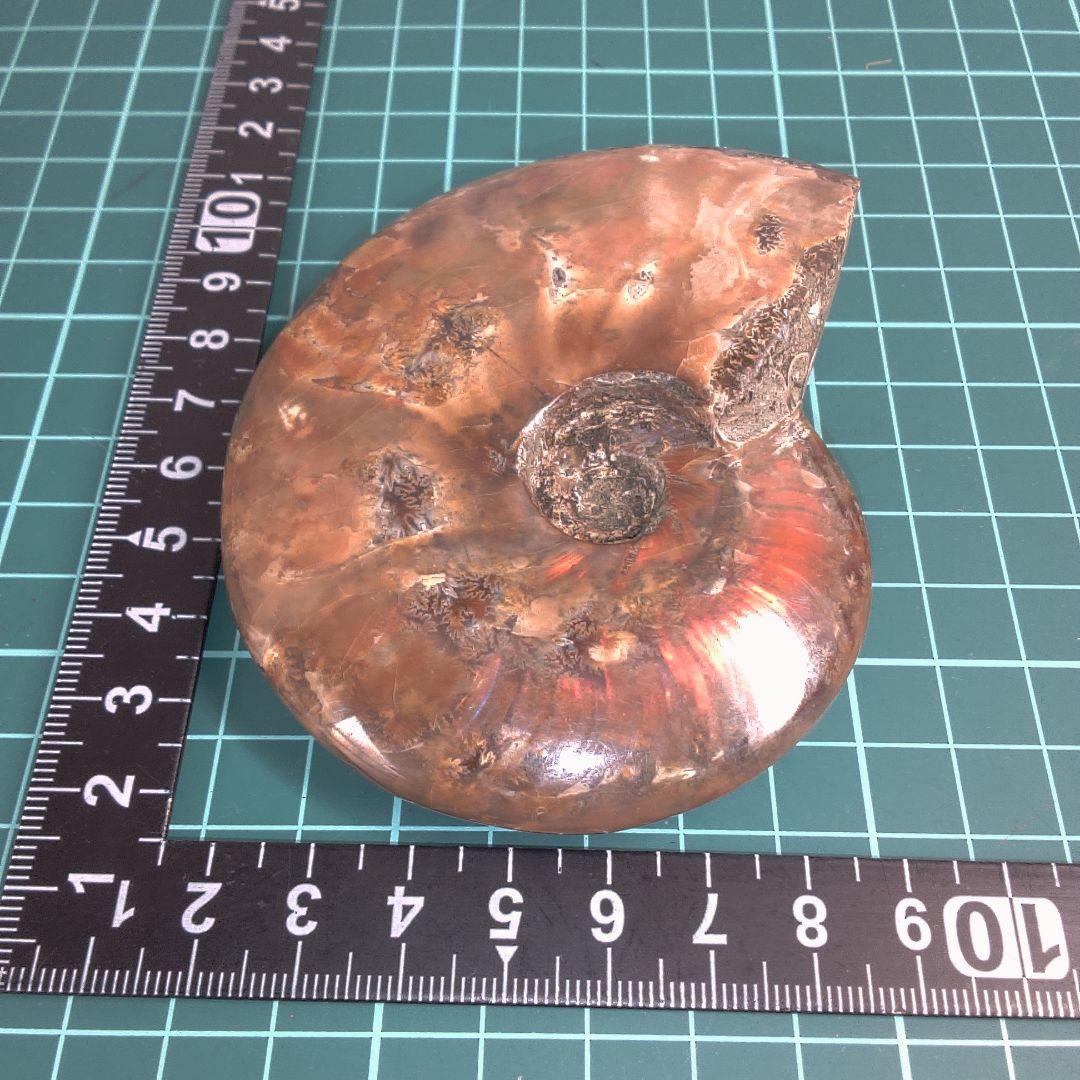 小物１ アンモナイト化石 光沢あり