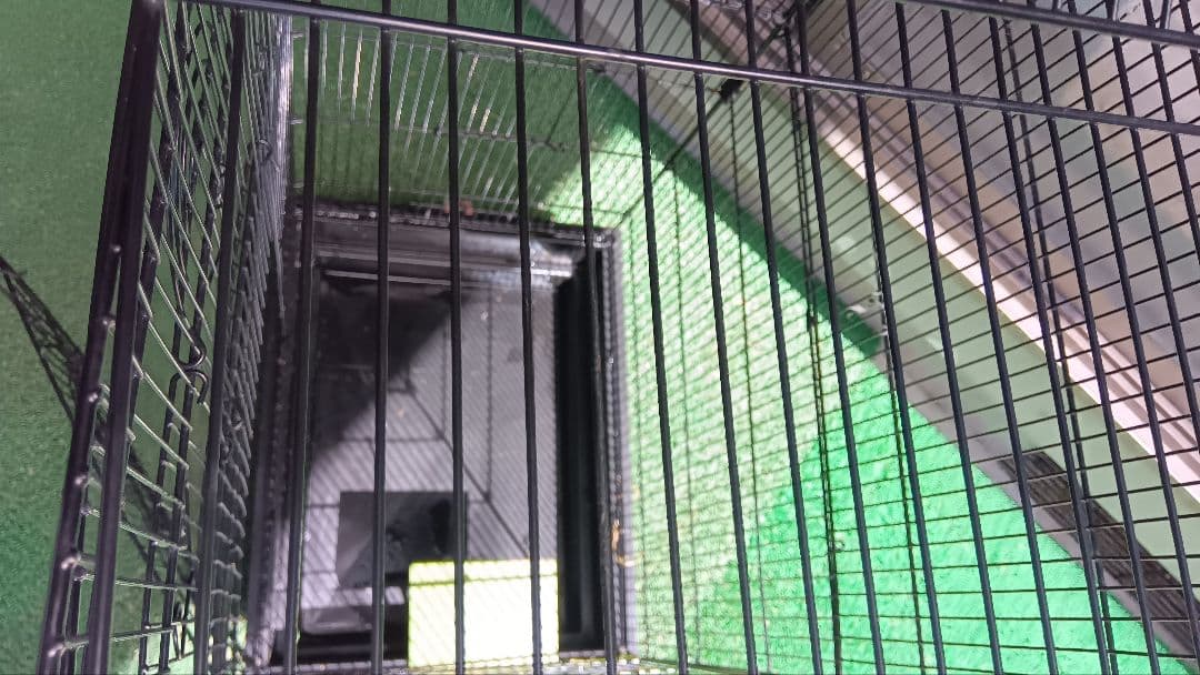 鳥かご（大きめ）