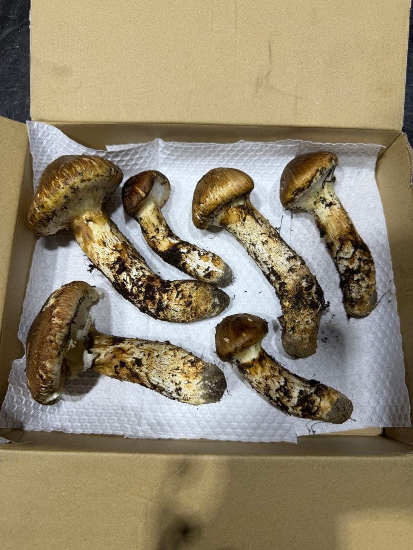 今季最後　岐阜県産　国産　松茸　300g　クロネコクール便着払い