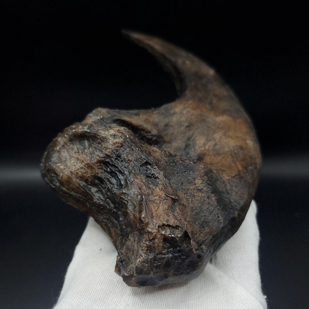 アロサウルス 爪 化石 レプリカ 約171.62mm  arr17