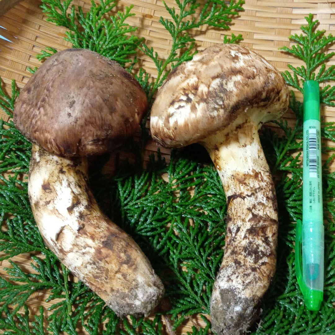 長野県産　松茸　229g