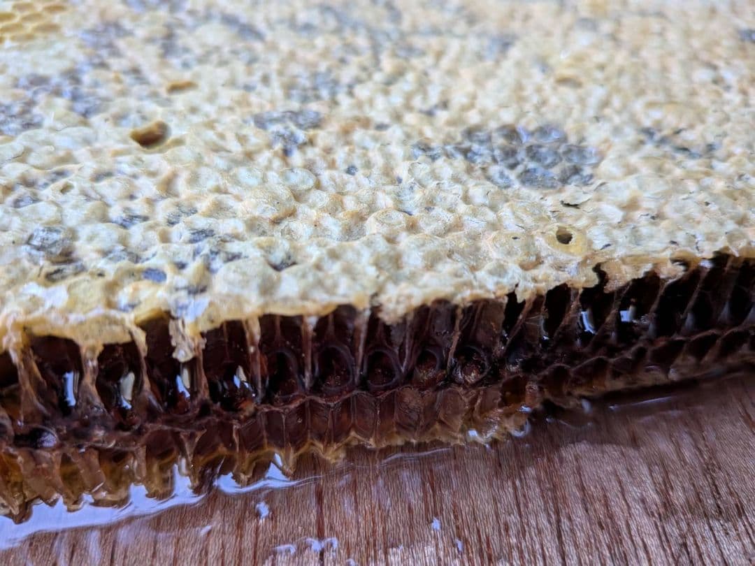 ニホンミツバチの蜂蜜 輝夜