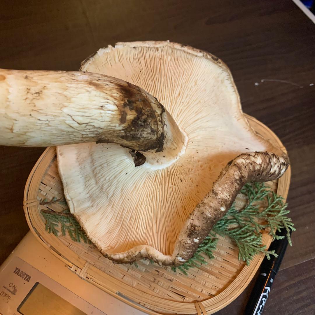 【岩手県産天然松茸】収穫最終　国産本場　つぼみ　開き　採れたて　410g