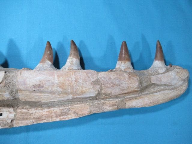 モササウルスの歯と顎骨　本物の化石　モロッコ　No.1291