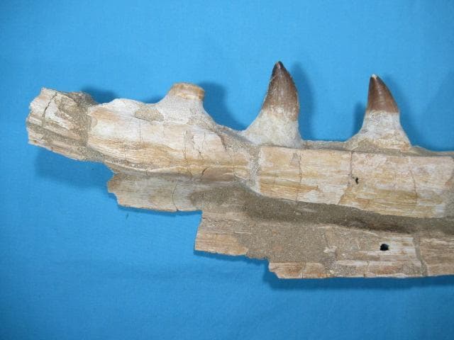 モササウルスの歯と顎骨　本物の化石　モロッコ　No.1291