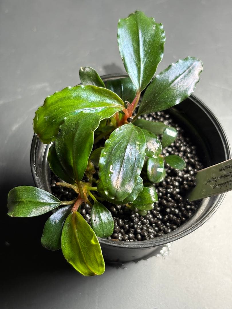 水草 Bucephalandra sp.King rainbow purple