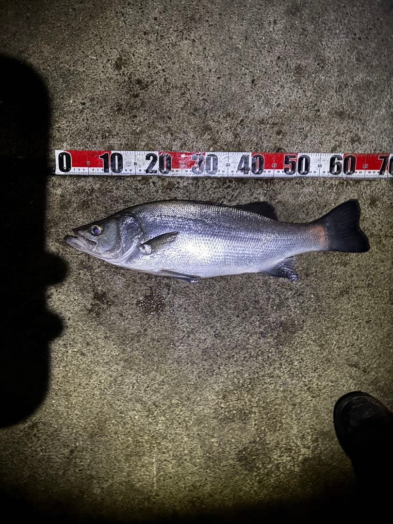 ジャックアイ　マキマキ　マキノミー　18個