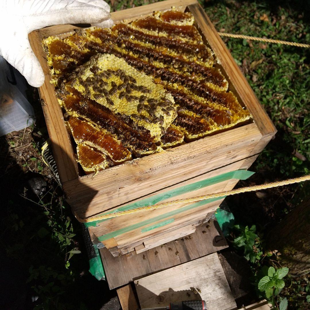 日本蜜蜂 ハチミツ 1160g 八ヶ岳西麓標高1250m