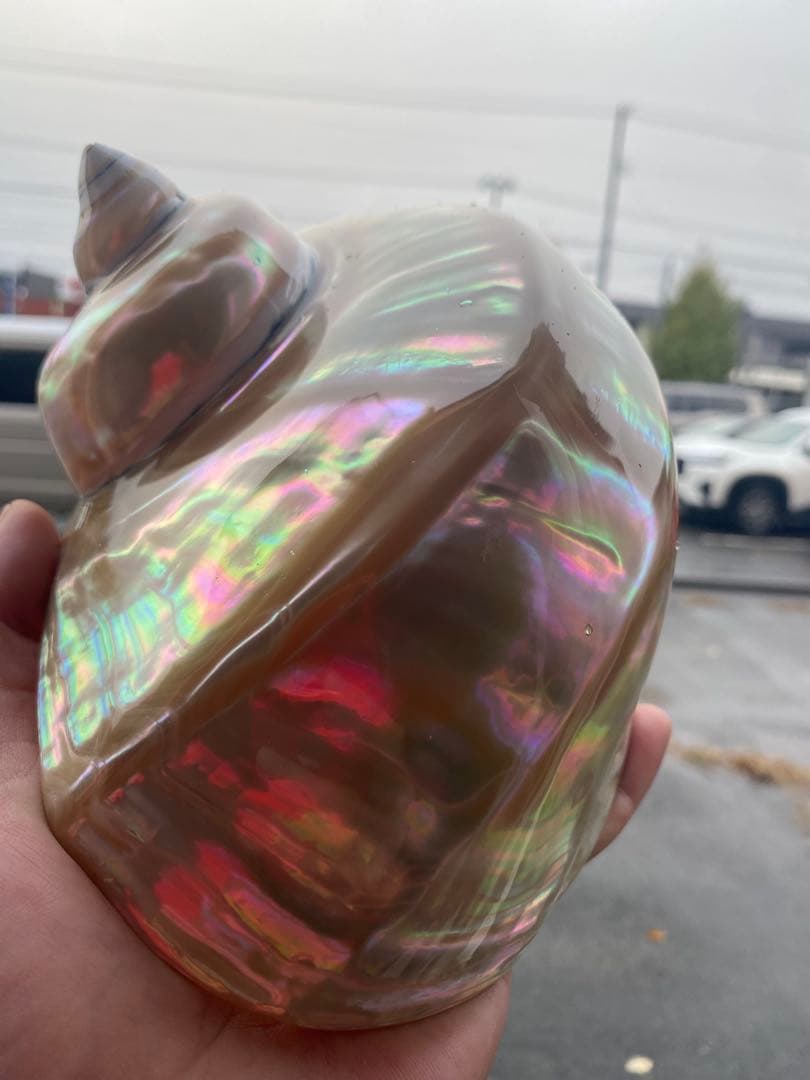 夜光貝　特大夜光貝　16x19cm 美品　置物　ピカピカ　ツルツル　色合いが綺麗