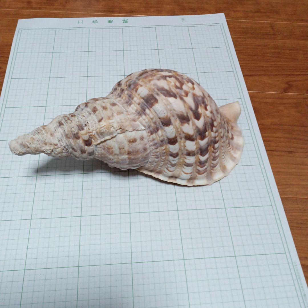 法螺貝　25cm程度