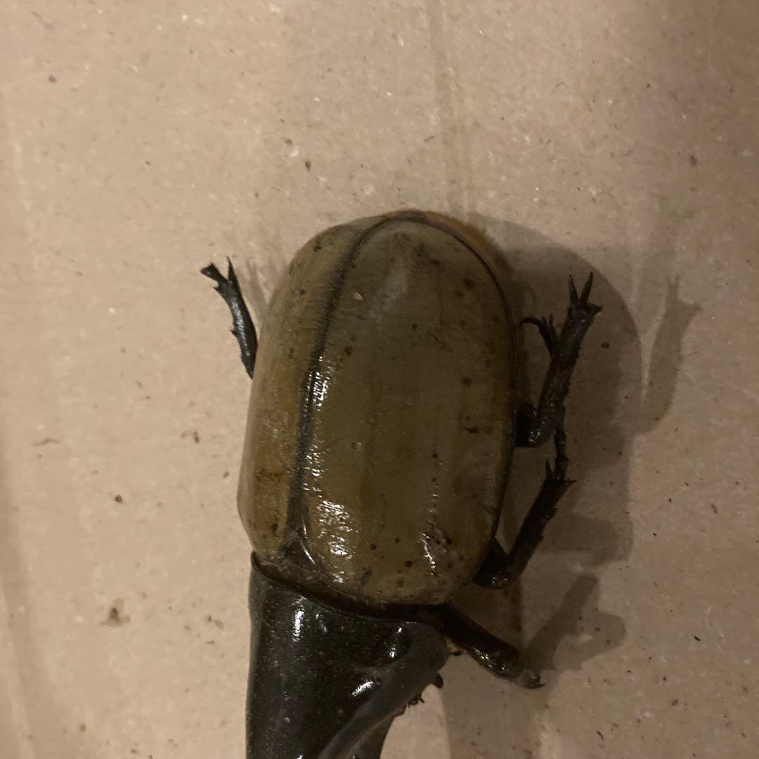 ☆4.乾燥標本ヘラクレスオス163㍉