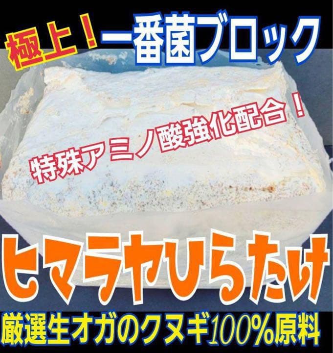 極上！ヒマラヤひらたけ菌糸ブロック【5個】トレハロース強化配合！オオクワに抜群！