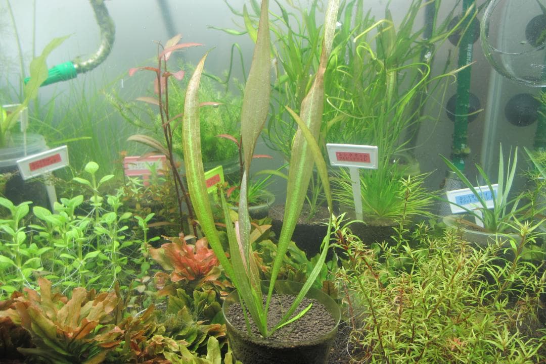 ☆ 美種！ 極珍種！ アマゾン　オテリア　アラグアイア川産　1株 ☆