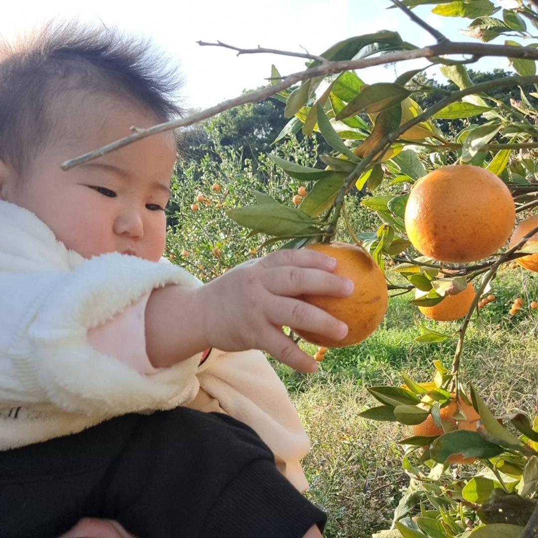 徳之島産 たんかん 10キロ 家庭用