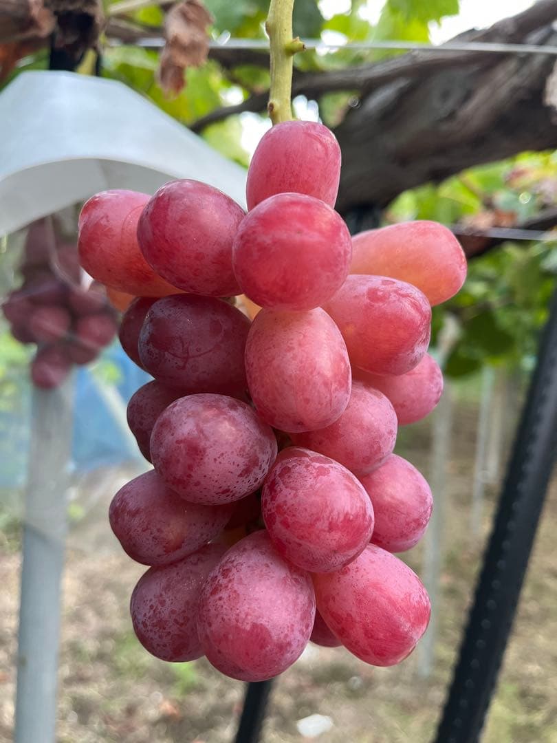 #3 富士の輝き　サンシャインレッド　マイハート　シャインマスカット 他3kg