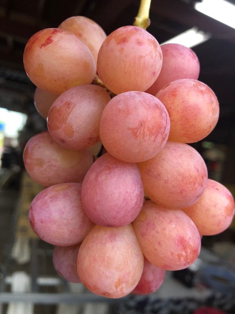 #3 富士の輝き　サンシャインレッド　マイハート　シャインマスカット 他3kg