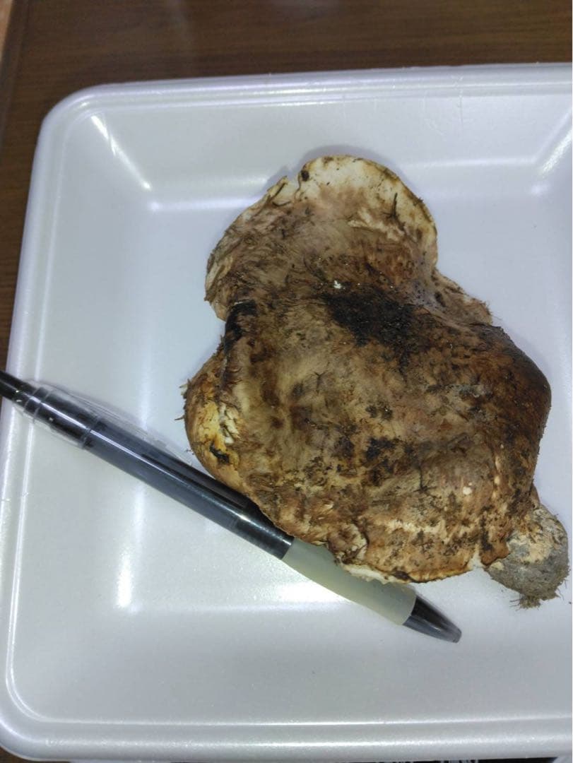 ビッグマミー(*´꒳`*) 　10月16日夕採れ 岩手県産　松茸