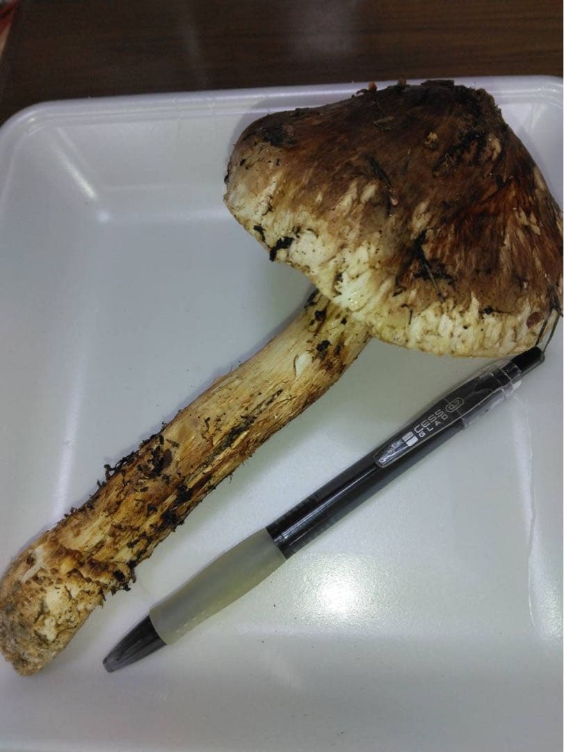 ビッグマミー(*´꒳`*) 　10月16日夕採れ 岩手県産　松茸