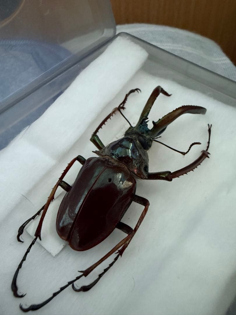 【貴重！】ホロメタリクス・チリクワガタ（コガシラクワガタ）