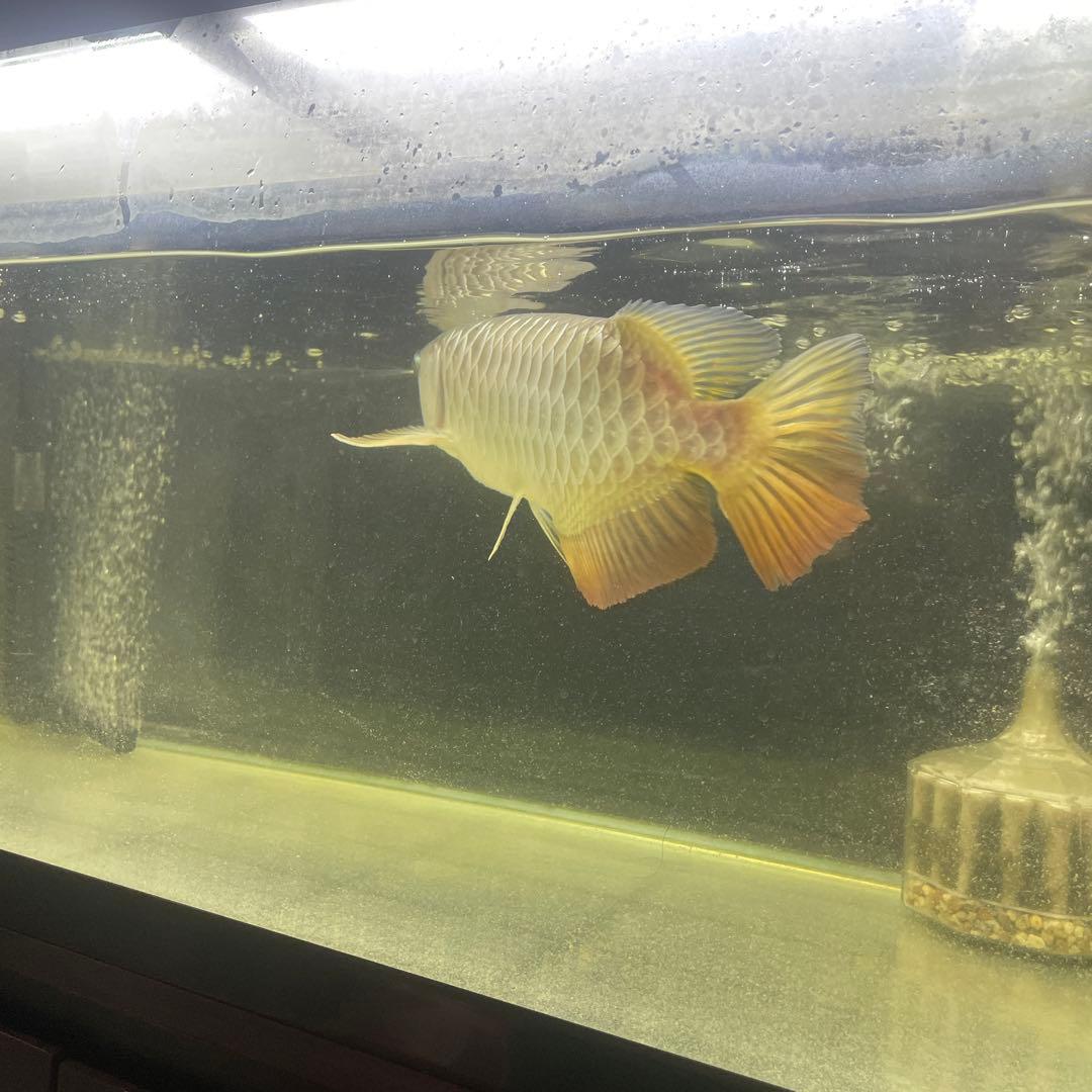 アクリル水槽 大型 LEDライト付き