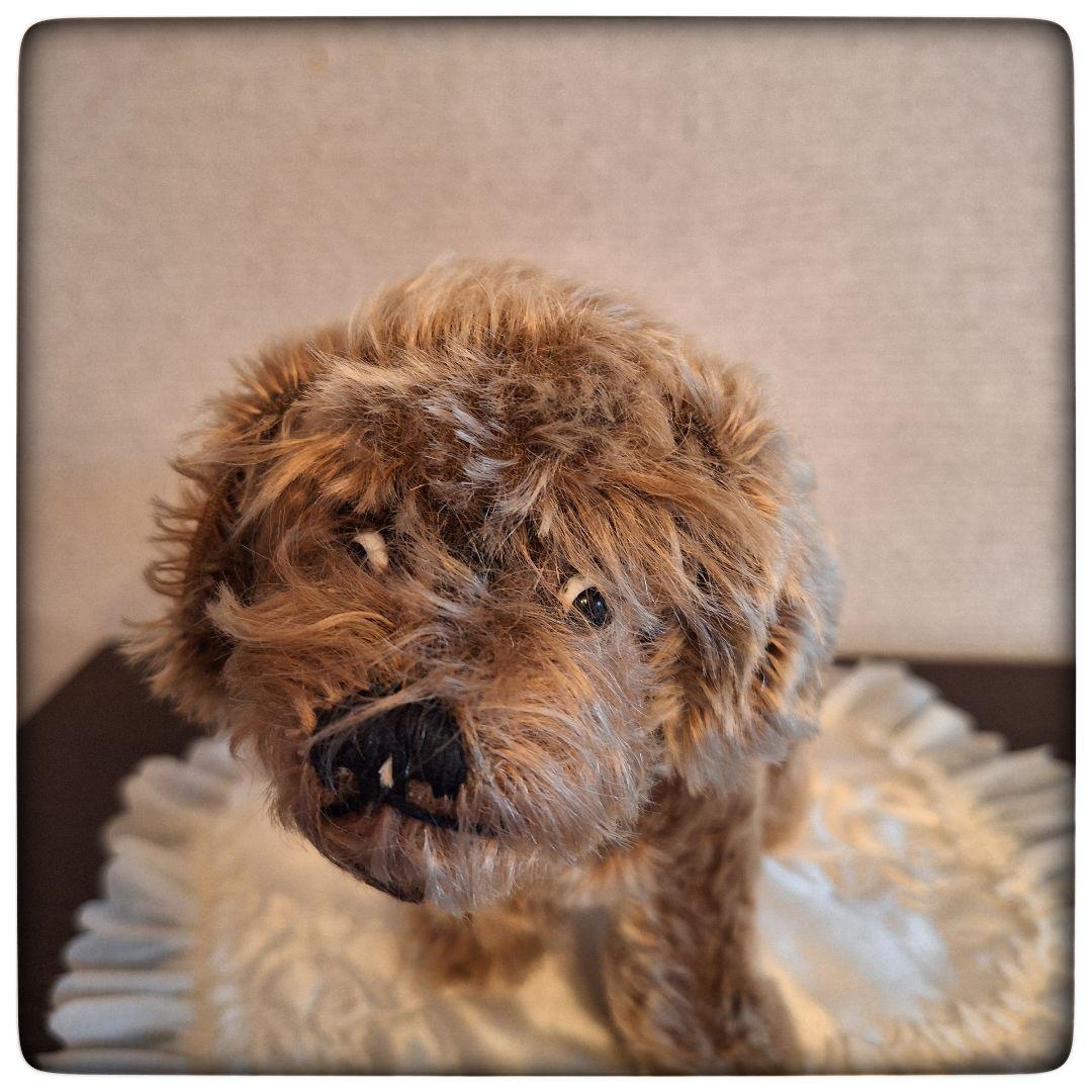 【ワイヤーヘアードダックスフント Raudi ラウディ】ヴィンテージ シュタイフ