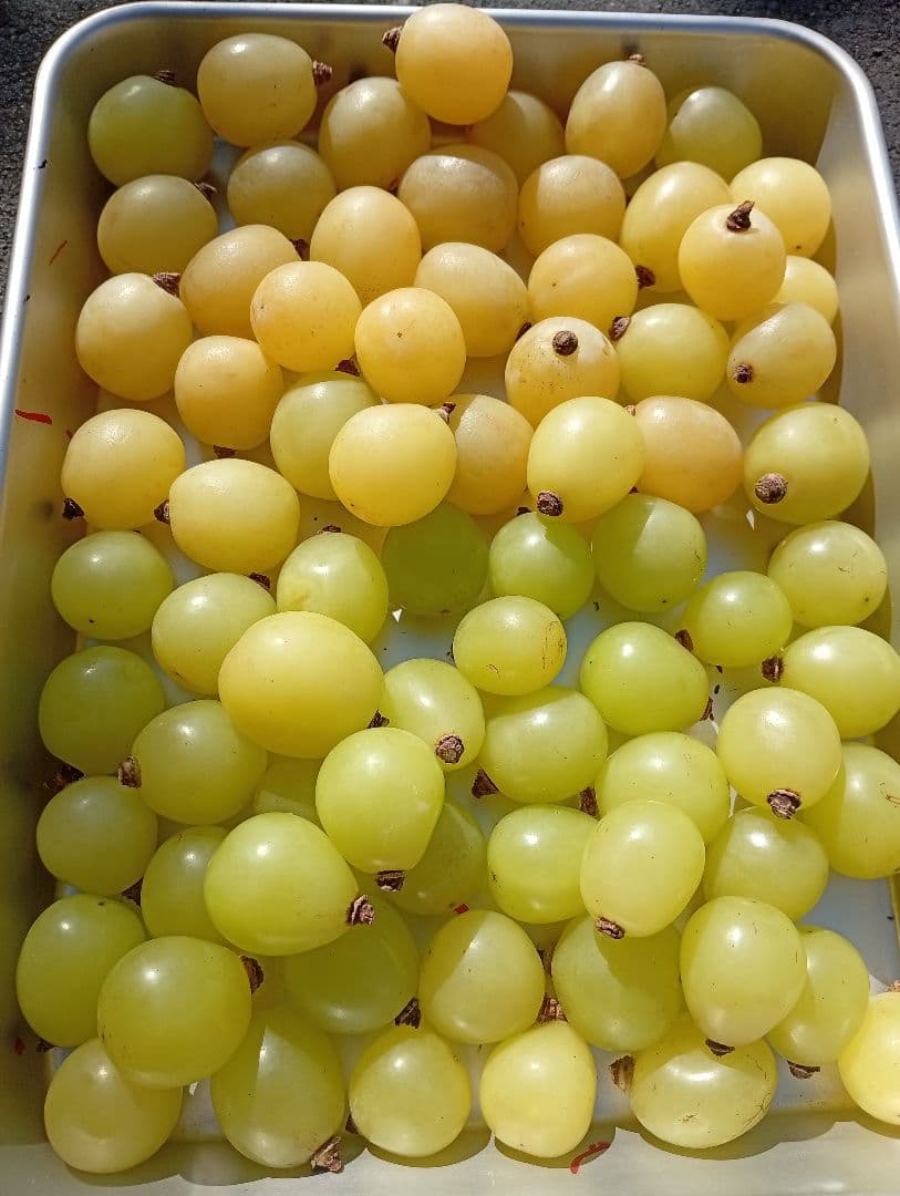 シャインマスカット5キロ☆家庭用・粒・訳あり☆食感良い☆北信州中野市産