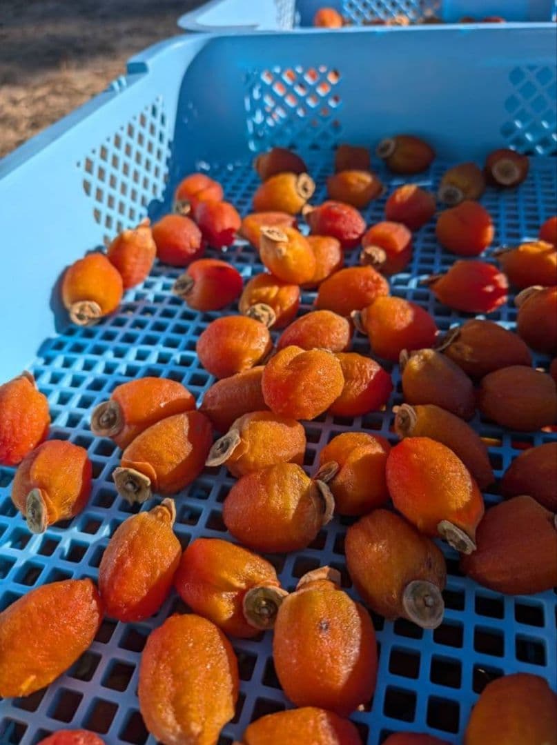 ⑲ 小玉 市田柿 ３kg Lサイズ 長野県産 農家直送 干し柿 固め