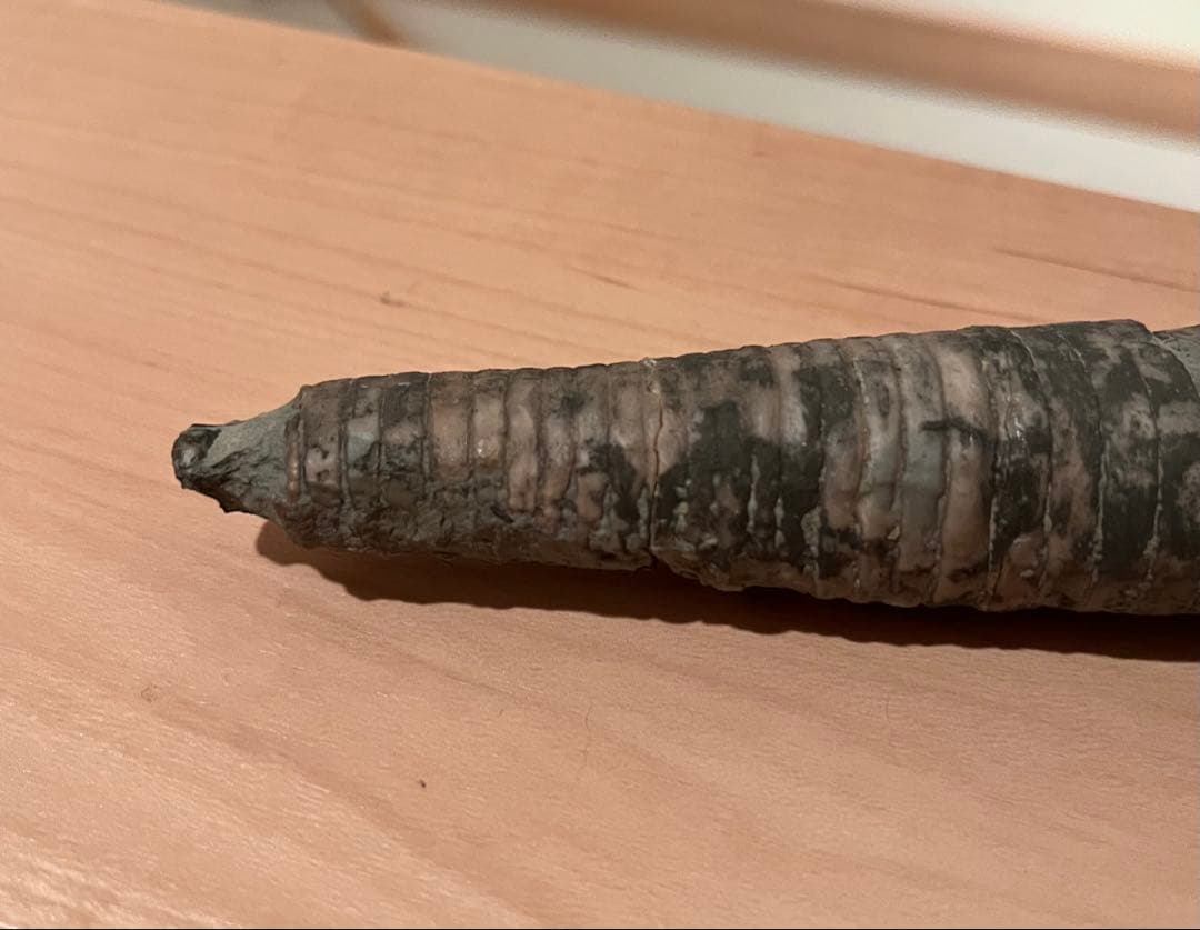 直角貝　化石　希少品