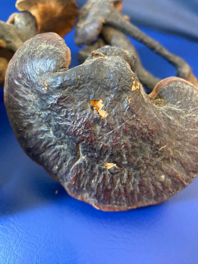 漢方灵芝草乾燥品、野生原生、重さ約136g、