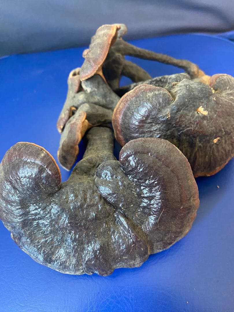 漢方灵芝草乾燥品、野生原生、重さ約136g、